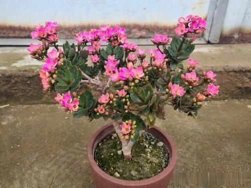 老妈养兰3年的长寿花,长成“巨无霸”老桩,开成大花球!