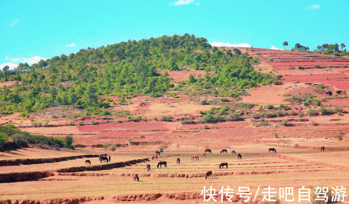 芒果|四川“春城”，以花为名，全年无冬！三亚之外的又一避寒胜地