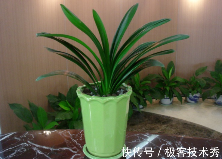 君子兰“夹箭”开花难看,该怎么办?从这些地方下手“抢救”吧