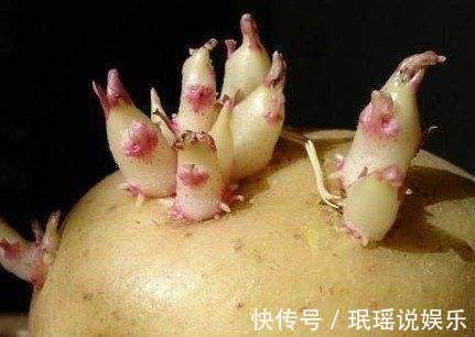 龙葵碱|2类蔬菜发芽后吃,不仅没毒,而且营养价值翻倍