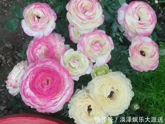 种花|3种花人称“夏必死”,买一盆死一盆,新手小白别忽视