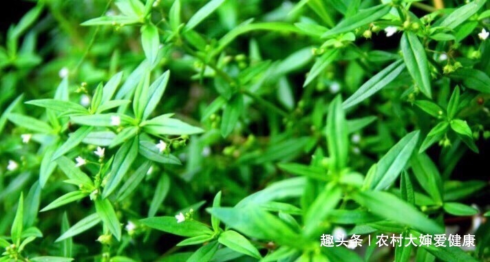 清肠排毒|湿气的克星终于找到了,谁都能吃得起的湿气良药,还清理子宫细菌