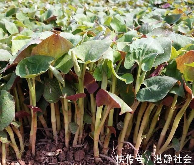 乡下这些野菜,曾经不被重视,现在成了稀罕物,价值高