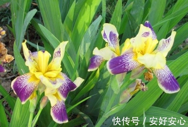 开花最香的4种花,家里养一盆,比牡丹还美,年年开花美翻