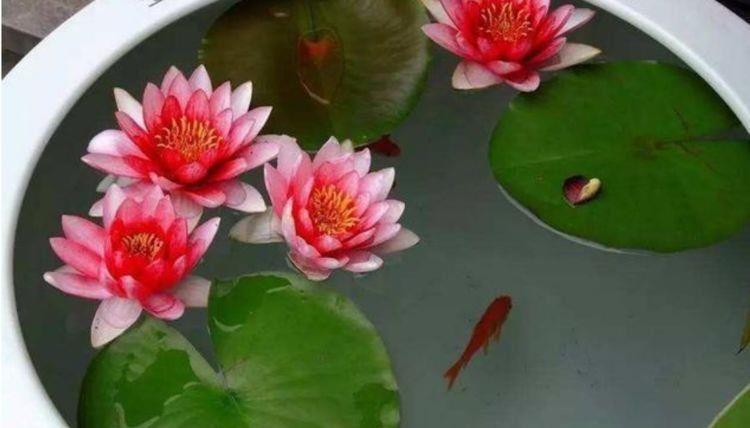 4种花颜值超高的,年年开花不断,看了就让人沉醉