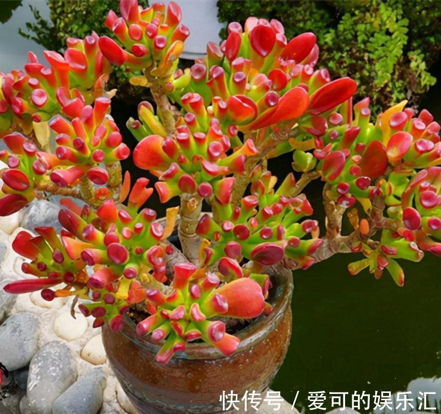 有名的“12种旺财花”,吉祥又大气,养成老桩更“旺家”