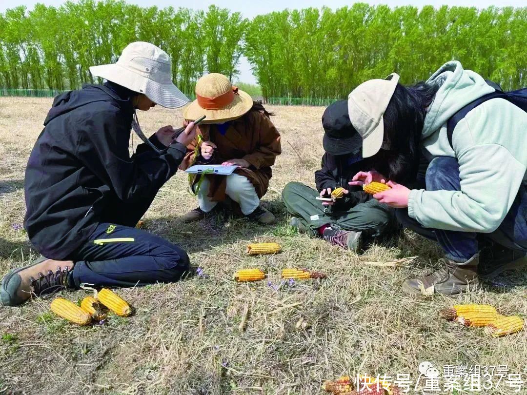 野鸭湖|为了喂鸟，他们在北京种了300亩地