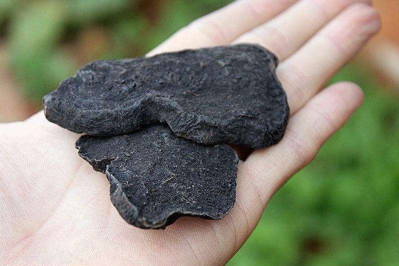 腿虚|让中药师掉泪的小方子!治腿虚、腰虚、耳虚,却身背骂名