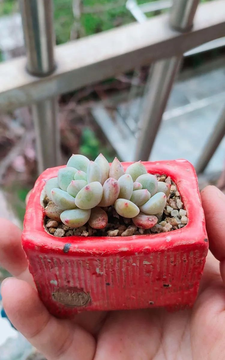 爱自己、爱家人、爱生活、爱多肉,因为有爱我便无惧风浪!