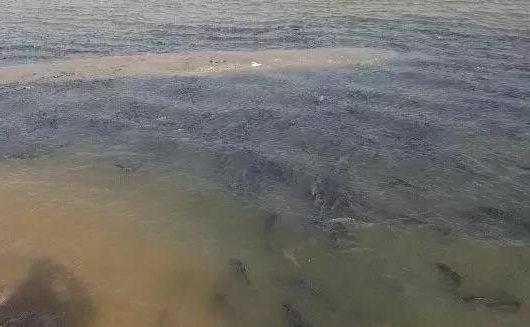 鱼情不好的时候,不妨试试这个钓法—“扎蛤蟆”