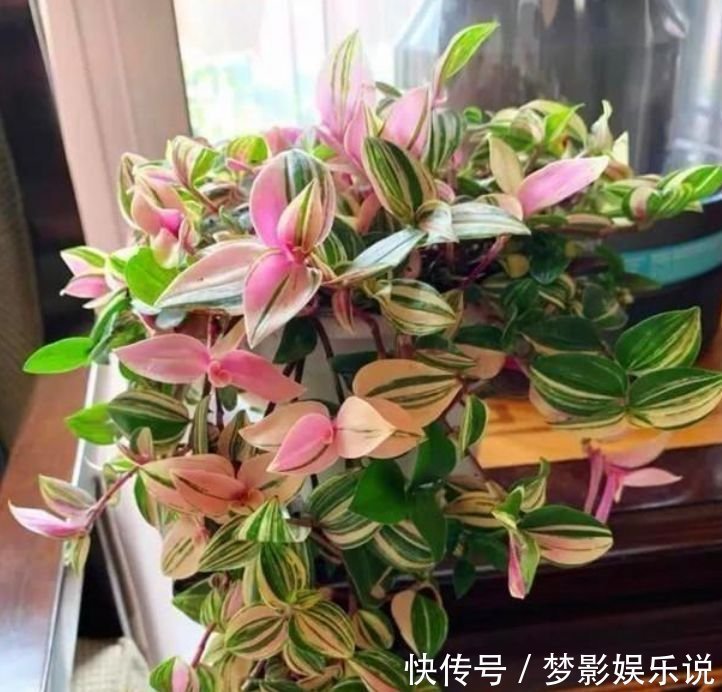 阳台上|正月二十七,家里养上4种花,净化空气好,好养又便宜