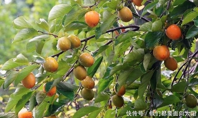 黑夜|蚂蚁站在水中,水站在火焰中,黑夜填满眼睛的口袋,本诗意味深长
