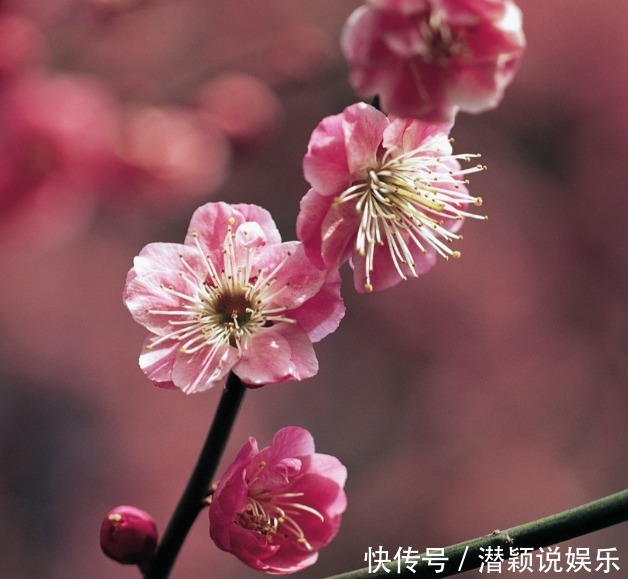 此花称为中国十大名花之首,生命力极强,具有坚忍不拔的象征
