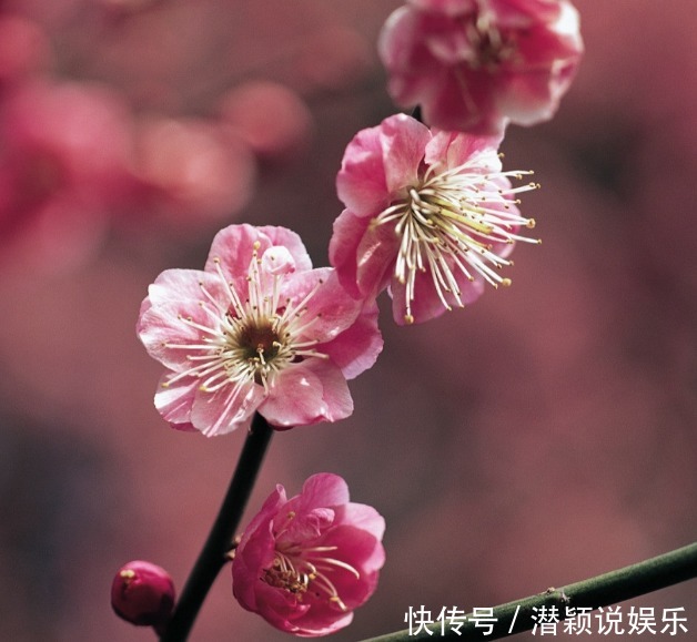  此花称为中国十大名花之首，生命力极强，具有坚忍不拔的象征