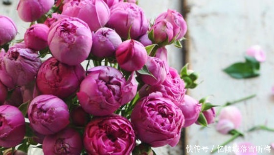 优雅|大家见过“迷雾泡泡玫瑰”吗高贵纯洁，优雅浪漫，颜值高寓意好