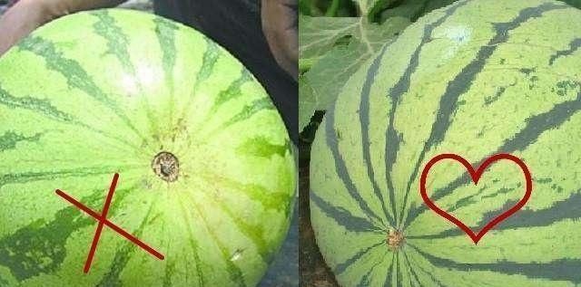 水果|买西瓜时别再拍了,西瓜也分“公母”记住这“4点”一挑一个准