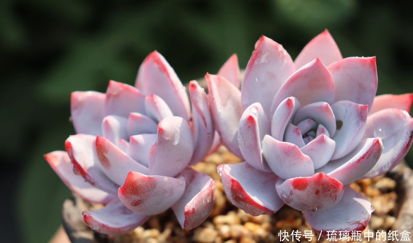 多肉春天浇水做好三个“观察”,快速生长,安全度夏