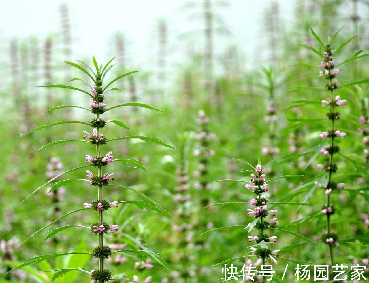 妇科病|“妇科圣药”益母草,除了用于妇科病,3种病症也适用