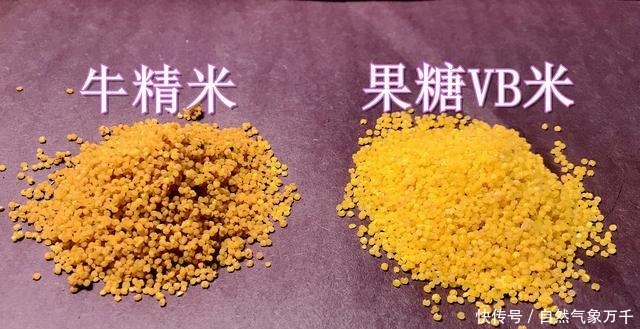 都说酒米钓鱼好用,但学会搭配以后,这3种选择会上鱼更多