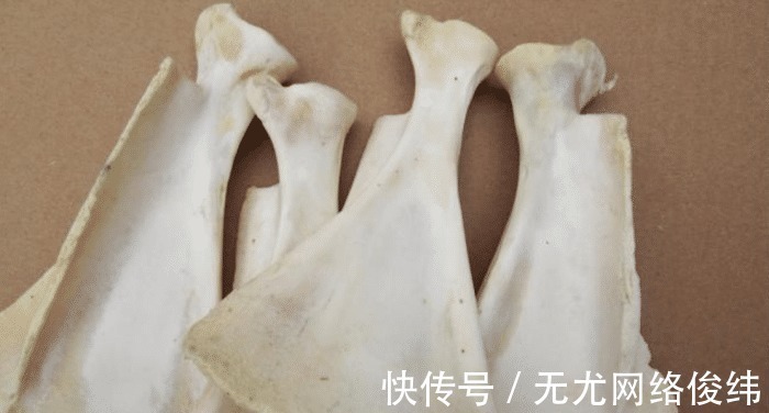 耶律楚材&成吉思汗打下大片领土,出征前都会做一件事,当时迷信现看很科学