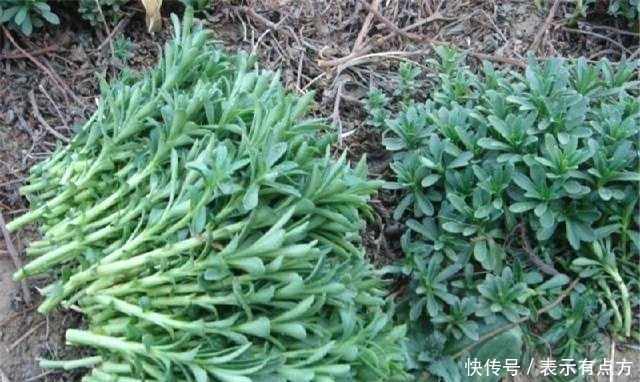 农村这种植物可以抵抗零下30度的低温,具有让人意想不到的疗效