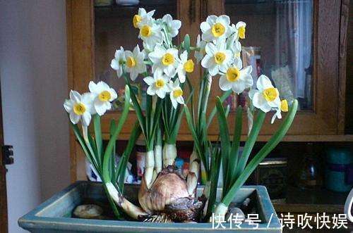 “3种花”已经被懂行的人拉入黑名单,就是再有钱,也别养室内