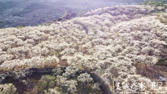 赏心悦目！玉溪元江万亩桃李花竞芬芳，踏青赏花正当时