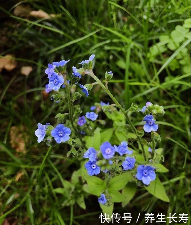 有些花名字太奇葩,叫出口太尴尬,开花却很美!