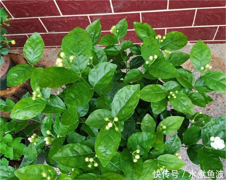 6月养茉莉，做好这3点，让茉莉生长有动力，爆花不断