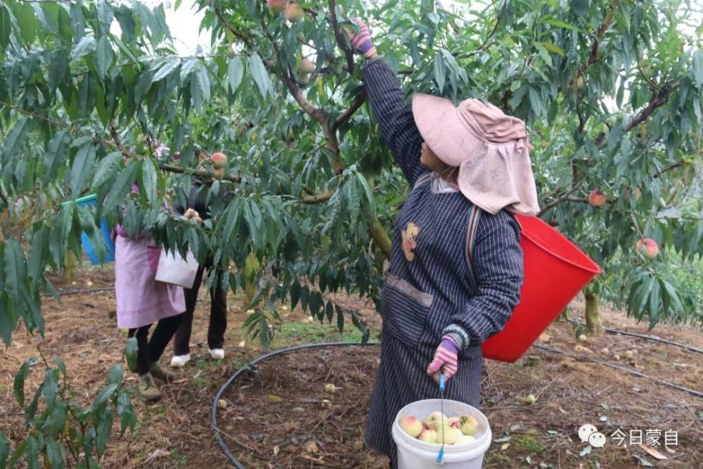 冬桃基地|冬天还有新鲜桃子吃？蒙自人太幸福了！