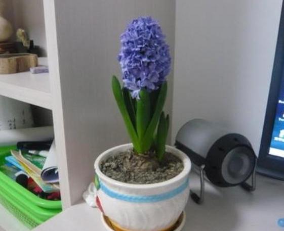 盆栽风信子、仙客来，高温天需挪挪地方，因为它们要休眠了