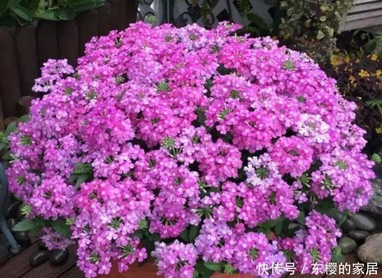 档次|5种花很好养,耐热耐晒更耐旱,名字好听上档次