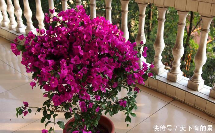 养护|涨知识!邻居奶奶养三角梅,全靠抓住这3点