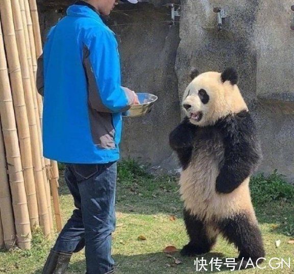 即视感|网友吐槽熊猫形似明日香，之前还说人家像JOJO的承太郎呢