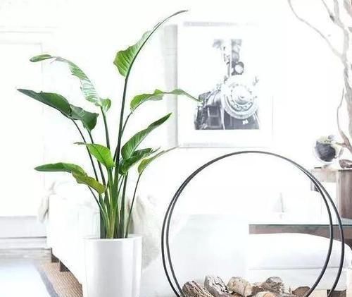 什么花可一年开四季盆栽上4种植物,个个都能全年花开不停歇