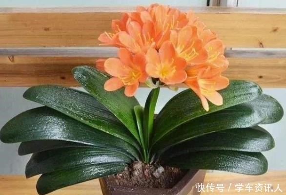 养君子兰学会四季浇水方法,根系长满盆,叶子绿出油!