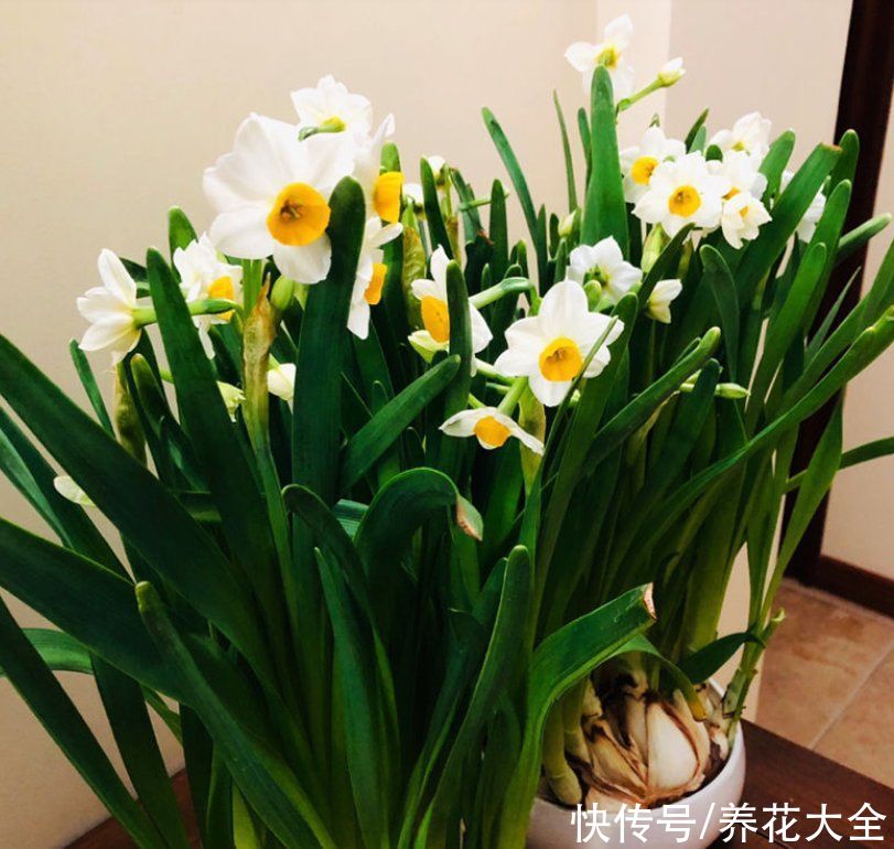 复花性|这3种花开完花就扔掉，第二年开花几率很小，别浪费时间