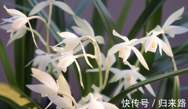 高雅|老花匠都爱养的2款“名贵”兰花，香味扑鼻，价格亲民，值得拥有