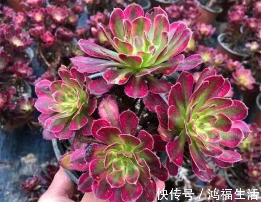 浇水|法师夏天总黑腐?做好“1多1少1适中”,不落叶颜色美