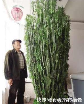此花浑身带刺,室内养一盆辟邪,养在客厅能窜2米高,大气!