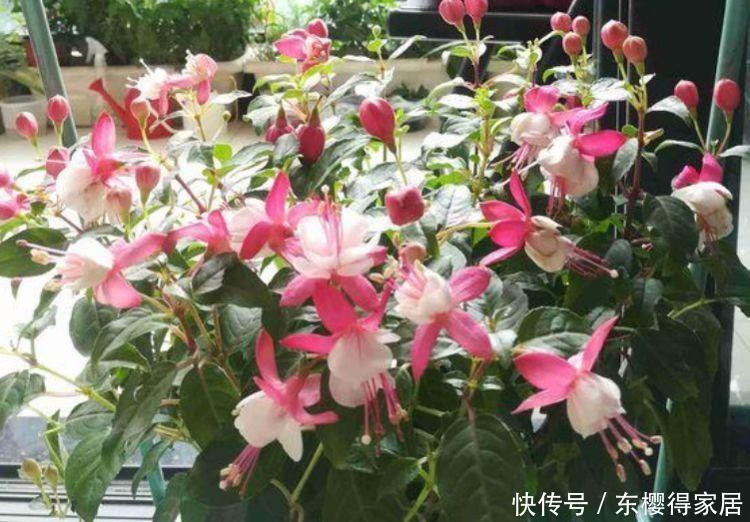 几款花卉,好养又漂亮,养在家里超合适,颜值超高的