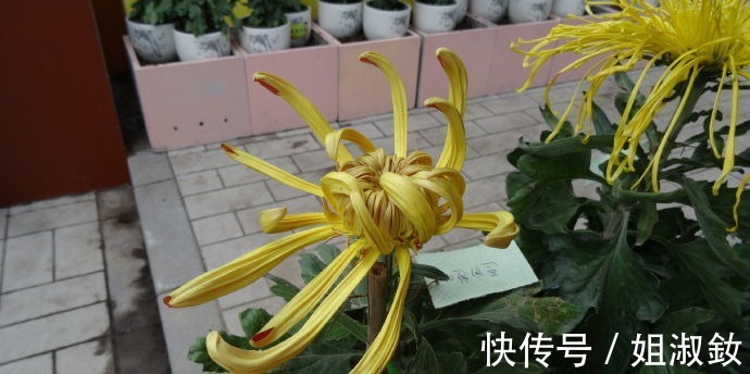 万山红遍|喜欢养花不妨养盆“葡萄冰山”,株型饱满,花大色艳,适合盆栽养