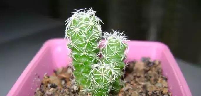 扦插|仙人掌烂根不要扔,切掉烂根埋到土里