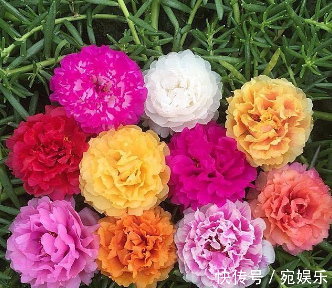 五角星花|现在就养“3种花”,越热开花越多,养护简单漂亮,大家都抢着买