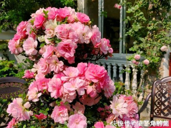 皋月杜鹃|比兰花还值得养的盆栽花,寿命长,越养越漂亮,越养越值钱