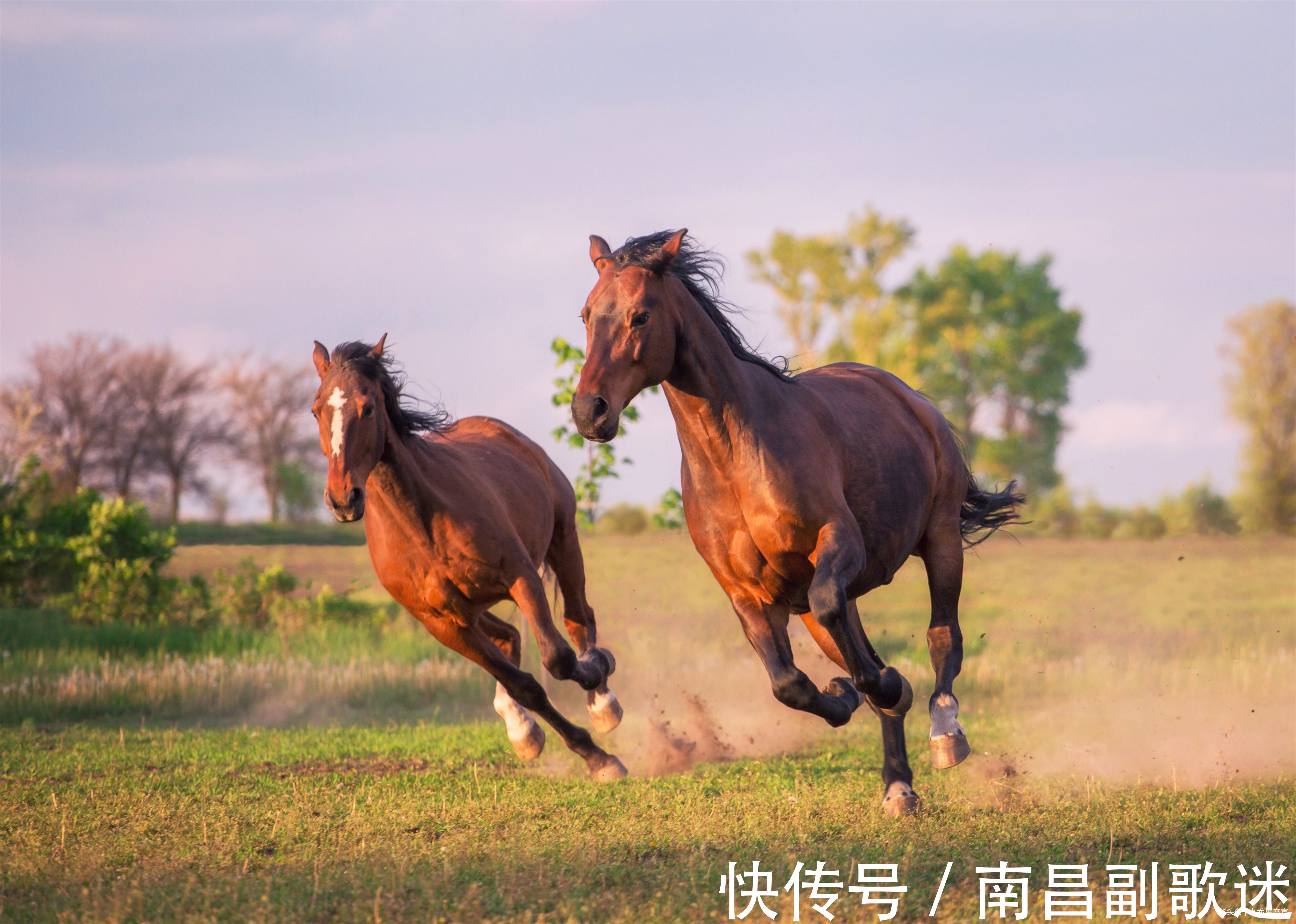 收成会|12月25日-1月13日，马、猪、生肖兔运势攻略，苦尽甘来，事业逆袭