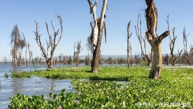 挂底|连日大雨,钓鱼会爆护吗涨水时去野钓,结果如何