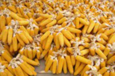 为什么女人喜欢吃玉米因为神奇的秘密,很多人都不清楚