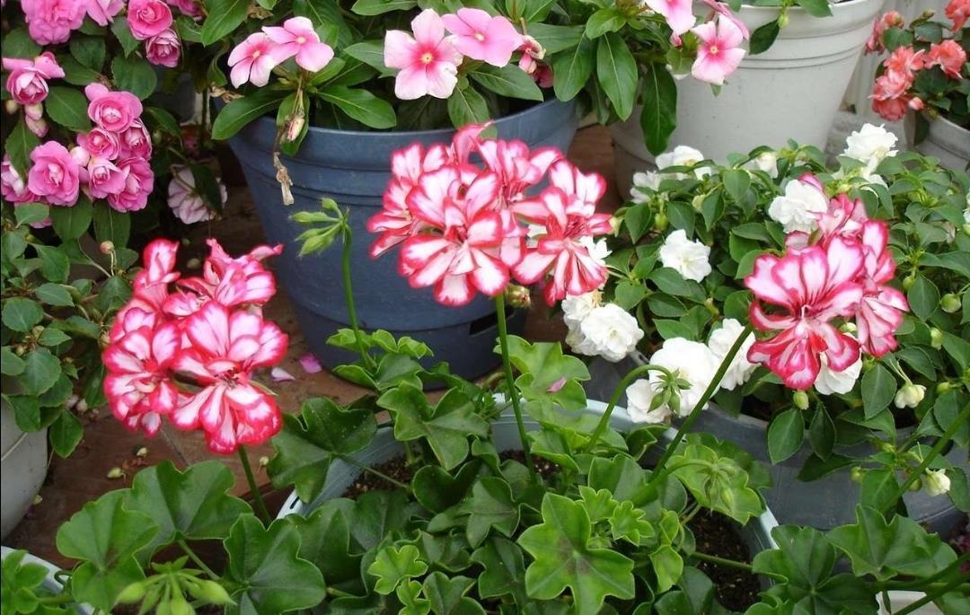 阳光|7月养8种花，最怕太阳晒，远离阳光，不然容易黄叶枯萎