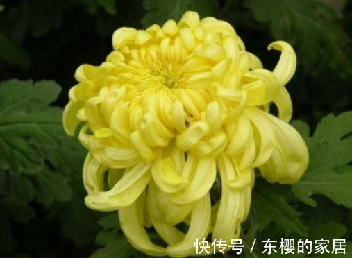 金钟花|从8月28日开始,家养此款花卉,个个开成大花球,花开芳香四溢